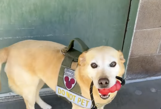 A Disney Security dog wearing a service harness labeled “Disney Security” and “Do Not Pet” stands near a building entrance holding a red toy in its mouth.