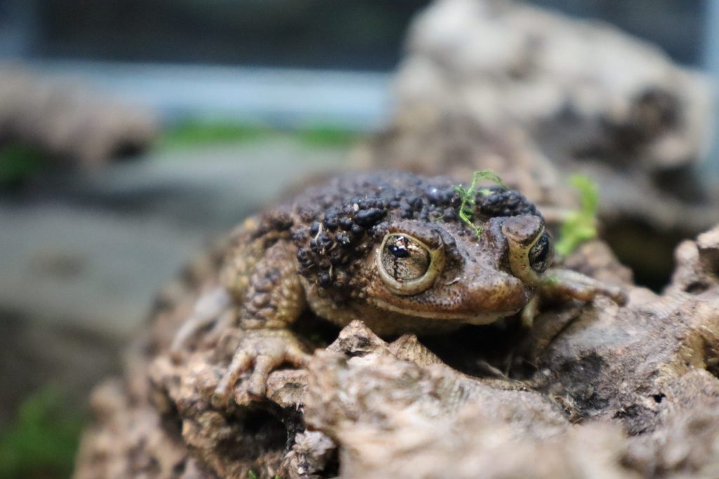 Crested Toad