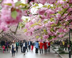 primavera na china